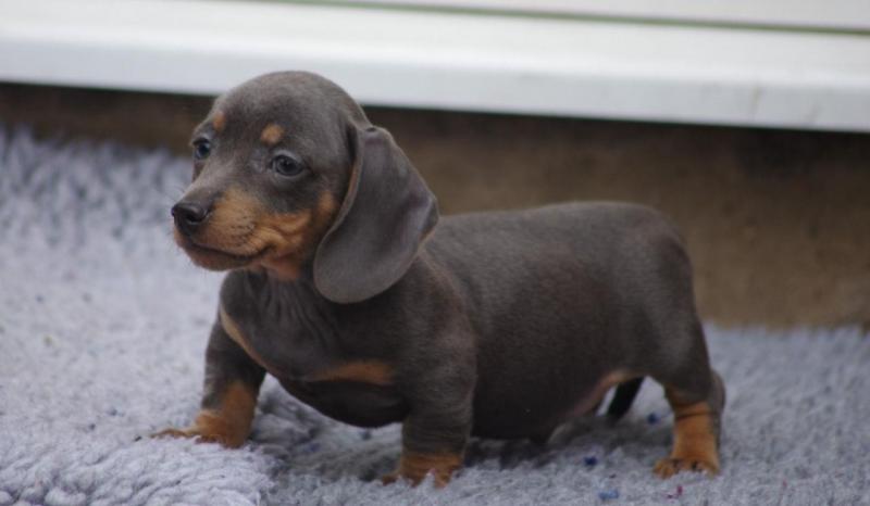 Black and Tan Dachshund Puppies ♥️ Image eClassifieds4u
