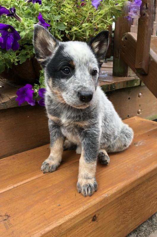 Blue Heeler Puppies Image eClassifieds4u