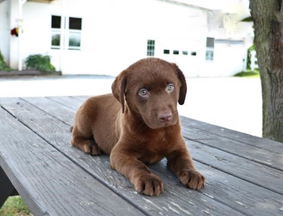 CBCA Reg'd Chocolate Labrador Retriever Puppies Image eClassifieds4u