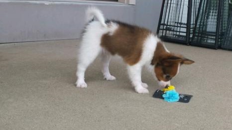 CBCA Reg'd Papillon Puppies Image eClassifieds4u
