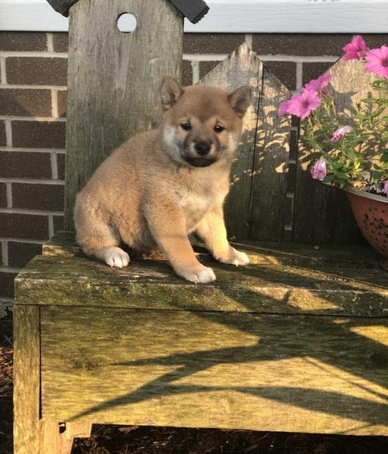 CBCA Reg'd Shiba Inu Puppies Image eClassifieds4u