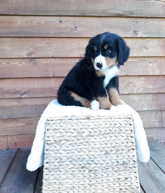 CKC Bernese Mountain Pups, 2 still available! Ready to go this week! Image eClassifieds4u