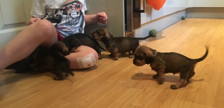 CKC Black and Tan Dachshund Pups, 2 still available! Ready to go this week! Image eClassifieds4u