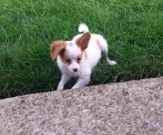 CKC Papillon Pups, 2 still available! Ready to go this week! Image eClassifieds4u