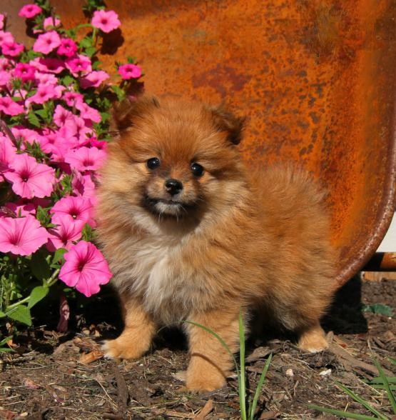 CKC Pomeranian Pups, 2 still available! Ready to go this week! Image eClassifieds4u