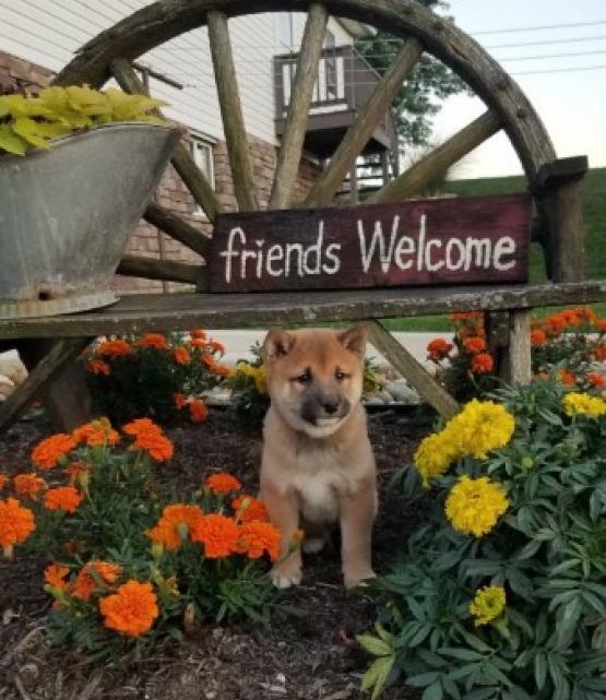 CKC Shiba Inu Pups, 2 still available! Ready to go this week! Image eClassifieds4u