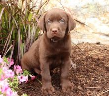 CBCA Reg'd Chocolate Labrador Retriever Puppies Image eClassifieds4U