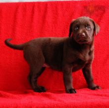 Chocolate Labrador Retriever Puppies ♥️ Image eClassifieds4U