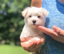 CKC Maltese Pups, 2 still available! Ready to go this week! Image eClassifieds4U