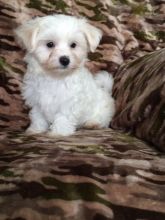 Maltese Puppies ♥️ Image eClassifieds4U