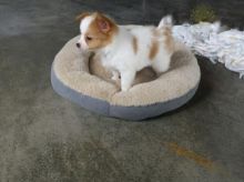 Papillon (Boy & Girl) Image eClassifieds4U