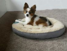 Top Quality Papillon Image eClassifieds4U