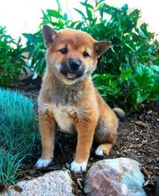 Top Quality Shiba Inus Image eClassifieds4U