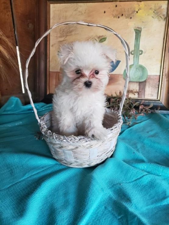 Maltese (Boy & Girl) Image eClassifieds4u