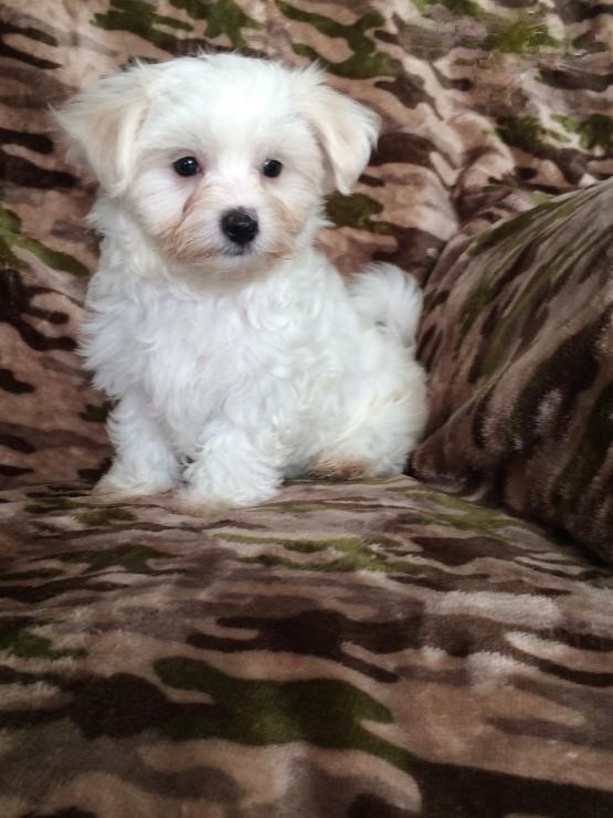 Maltese Puppies ♥️ Image eClassifieds4u