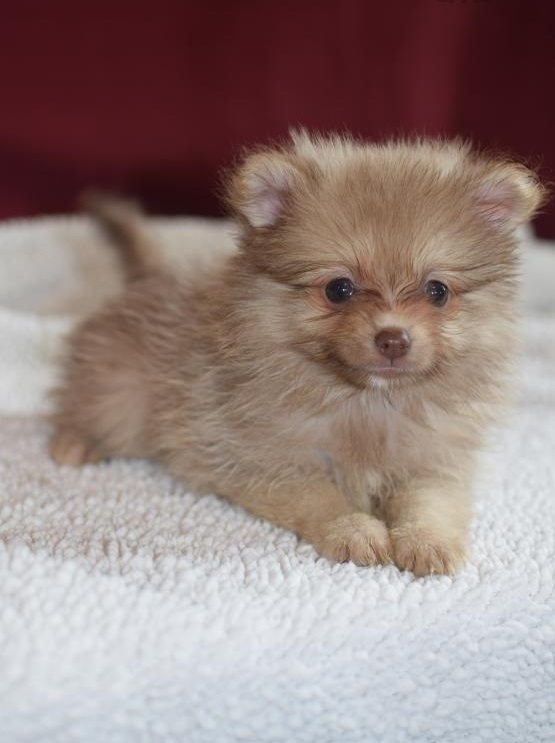 Pomeranian Puppies ♥️ Image eClassifieds4u