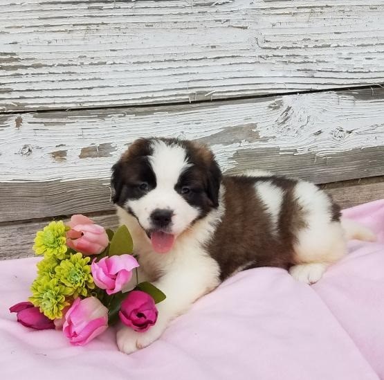 Saint Bernard Puppies ♥️ Image eClassifieds4u