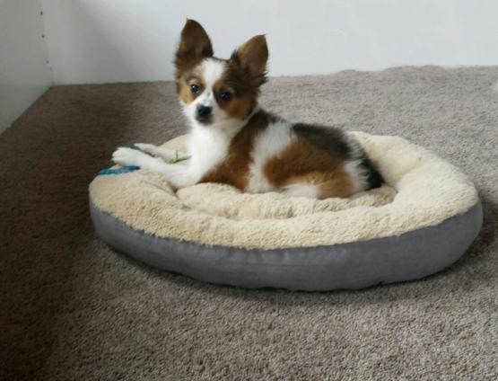 Top Quality Papillon Image eClassifieds4u