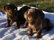 Charming And Well Trained Dachshund Puppies