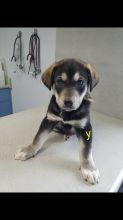 Husky/Golden Lab purebred mixed