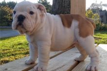 Gorgeous English Bulldog puppies available