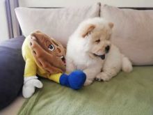 Quality Chow Chow Puppies.