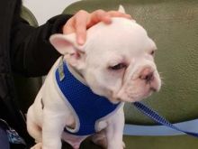 Top Class French Bulldog Puppies Available