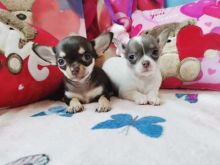 Two Chihuahua puppies