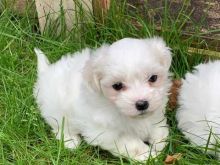 TWO HEALTHY C.K.C MALTESE PUPPIES NOW READY FOR ADOPTION