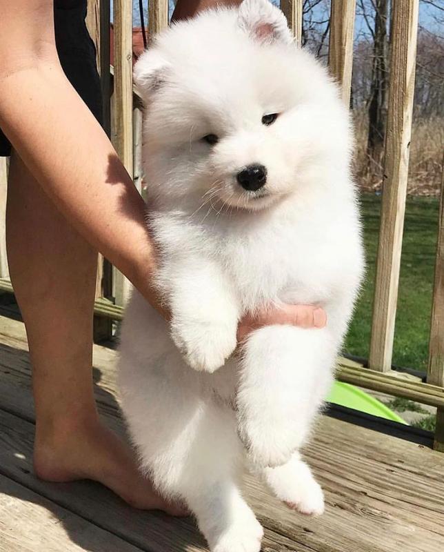 Adorable Samoyed puppies. Image eClassifieds4u