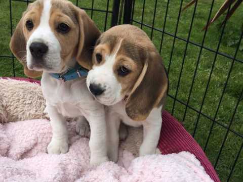 Cute Tri Coloured Beagle Puppies Available Image eClassifieds4u