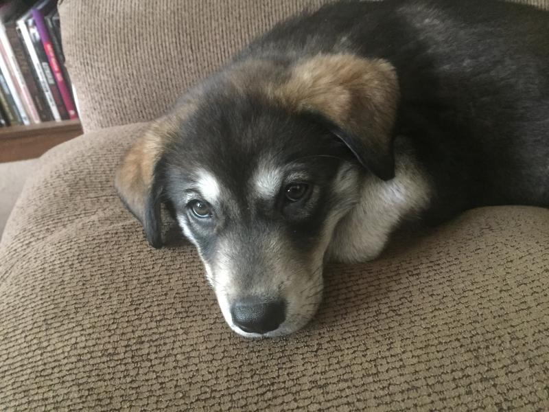 Husky/Golden Lab purebred mixed Image eClassifieds4u