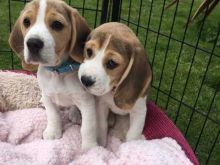 Cute Tri Coloured Beagle Puppies Available Image eClassifieds4U
