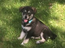 Husky/Golden Lab purebred mix puppy Image eClassifieds4u 3