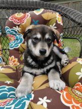 Husky/Golden Lab purebred mix puppy Image eClassifieds4u 1