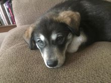 Husky/Golden Lab purebred mixed Image eClassifieds4u 2