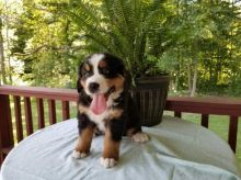 Bernese Mountain (Boy & Girl)