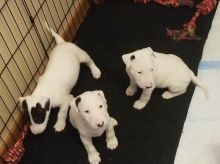 Bull Terrier Puppies ♥️