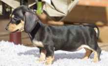 CBCA Reg'd Black and Tan Dachshund Puppies