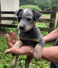 CBCA Reg'd Blue Heeler Puppies