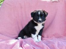 CBCA Reg'd Border Collie Puppies