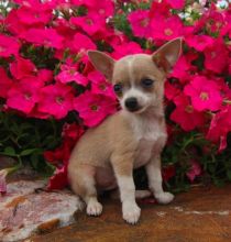 CBCA Reg'd Chihuahua Puppies