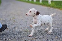 CBCA Reg'd Dalmatian Puppies