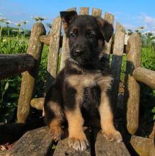 CBCA Reg'd German Shepherd Puppies