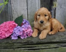 CBCA Reg'd Golden Retriever Puppies