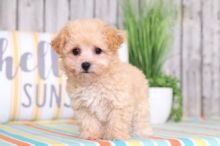 CBCA Reg'd Maltipoo Puppies