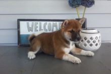 CBCA Reg'd Shiba Inu Puppies