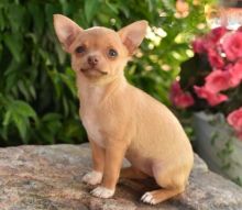 Chihuahua (Boy & Girl)