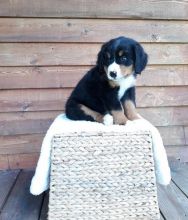 CKC Bernese Mountain Pups, 2 still available! Ready to go this week!