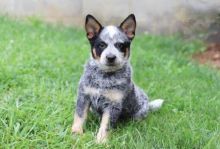 CKC Blue Heeler Pups, 2 still available! Ready to go this week!